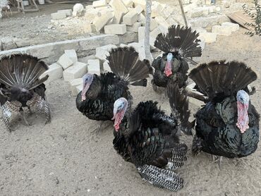 Hinduşka: Erkək, Damazlıq — 9