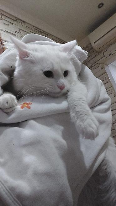 Pişiklər: Britan — 6