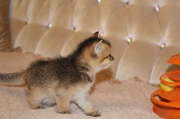 Pişiklər: Qızıl şinşilla, Erkək, Dişi — 5