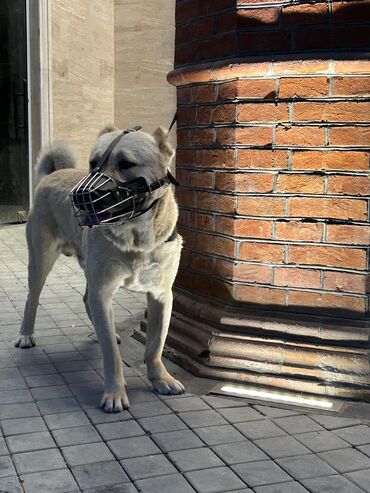 kangal: Kanqal, 2 il, Erkek, Cütləşmə üçün