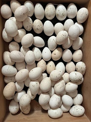 Amerıkan bronz hınduska yumurtası. Tam mayalıdır. 1.8m verılır. Real lalafo.az -da Amerıkan bronz hınduska yumurtası. Tam mayalıdır. 1.8m verılır. Real
