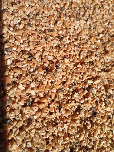 Корма для с/х животных: Продаю сечку от пшеницы оптом Буудайдын сечка сатылат Кара-Балта