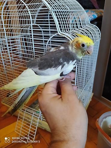 Tutuquşları: Salam. TAM SAĞLAM VİTAMİNLƏR PROFESSİONAL BİT DƏRMANİ VURULUB VƏ — 6