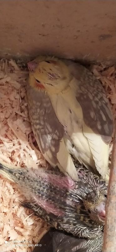 Tutuquşları: Salam. valnisti ve cex cexden donme cex vistivkanin qarisigi adi ile — 17