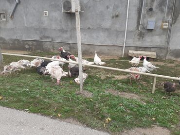 Hinduşka: Erkək, Ətlik, Ödənişli çatdırılma — 7