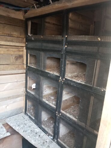 Göyərçinlər: Salam goyercin yuvası satılır tecili kim isitese elaqe saxlasin Bos — 3