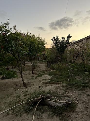 türkan ev: Sarayda torpağ 2.5 sotdu . Bu həyəti alan özü üçün evdə tikə bilər — 3