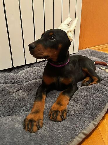 İtlər: Doberman, 2 ay, Dişi, Peyvəndli — 3