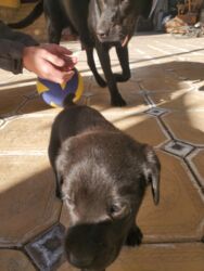 собака боксёр: Щенки черного окраса - Очаровательные черные щенки от домашних собак