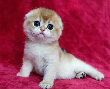 Продажа кошек: Питомник шотландских кошек предлагает к предварительному резерву at lalafo.kg — 5 Продажа кошек: Питомник шотландских кошек предлагает к предварительному резерву — 5