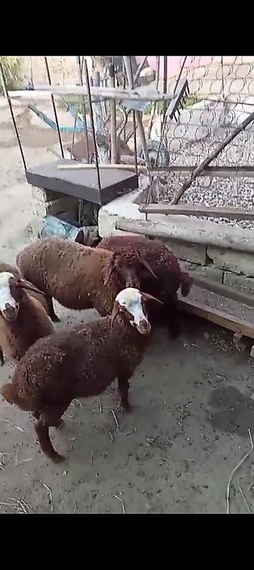 dişi pitbul: Dişi, Qala, il: 1, Damazlıq — 2