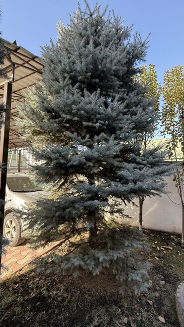 декоративное дерево: Ель голубая (Picea pungens ‘Glauca’) для озеленения участка. 1 шт -