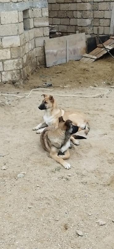 qus bazari bakida: Alabay ve malinos qarşiqi — 5