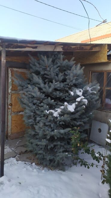 саженцы туя колоновидный: Көчөттөр дарактардын: Карагайлар