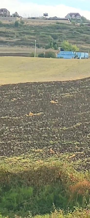 Daşınmaz əmlak: 1100 sot, Tikinti, Maklerlər narahat etməsin, Kupça (Çıxarış) — 9