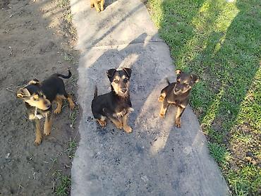 Отдам даром собаку: Щенки среднего типа,метисы,4 месяца, жёсткошёрстные, окрас — 2