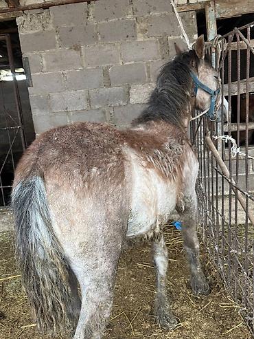 Лошади, кони: Продаю | Жеребец, Жеребенок — 11