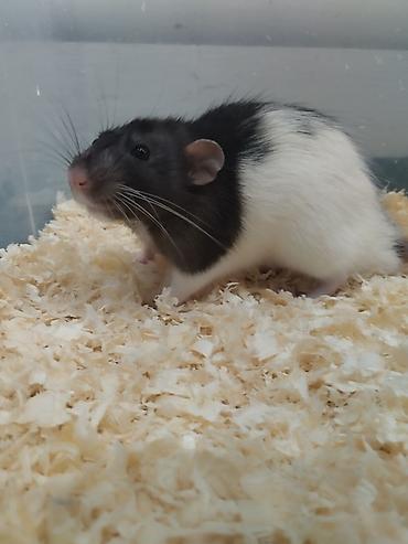 Крысы: 🐭 Дамбо Продаются два мальчика-крысы! 🖤🤍 Очень активные, ручные, милые — 2