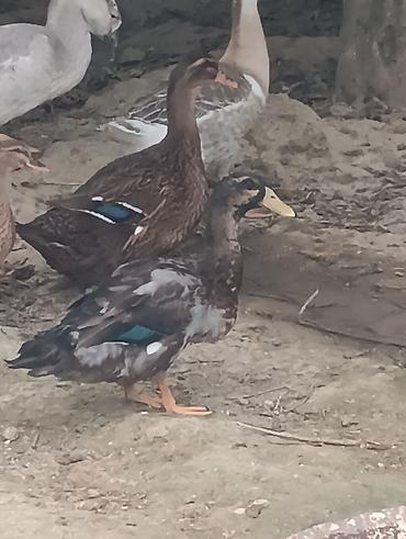Ördəklər: Erkək, Damazlıq, Ödənişli çatdırılma — 3