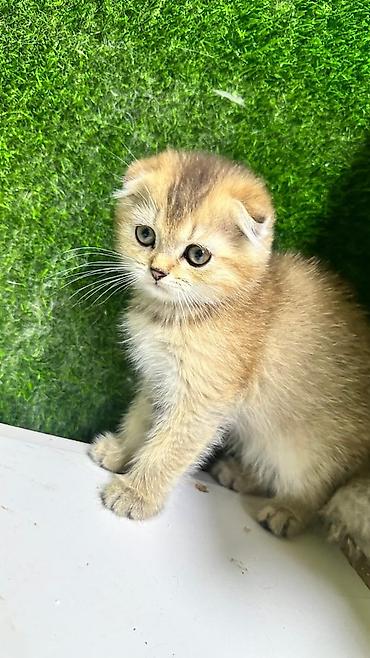 Pişiklər: Şotland, Dişi, Erkək, Yaxşı əllərə, Rayonlara çatdırılma, Ünvandan götürmə, Pulsuz çatdırılma — 12