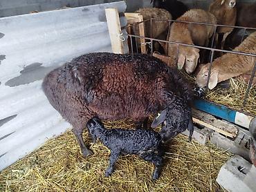 Баран, овца: Продаю | Овца (самка) | Для разведения | Матка — 10