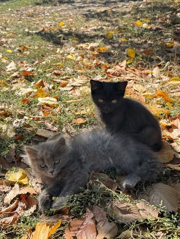 мышык сатып алам: Отдам в очень хорошие руки котят!!!! Мама шотландка, Папа непонятный