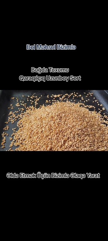 Digər bitkilər: Məhsul: Buğda toxumu – Qaraqılçıqlı, Uzunboy sort Təsvir: - Yüksək