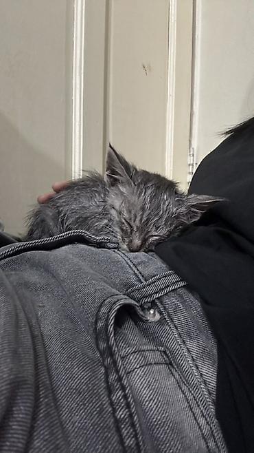 кошка пушистая: Кошка даром: Беспородная, Девочка — 1