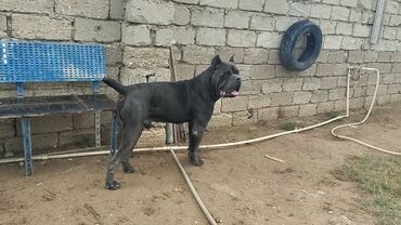 İtlər: Kane-Korso — 11