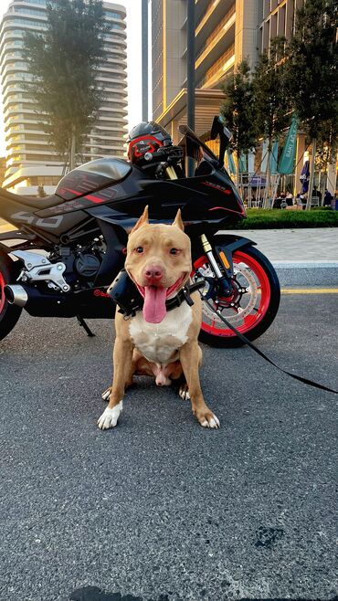 disi it adlari: Pitbul, 3 il, Erkek, Cütləşmə üçün, Pulsuz çatdırılma