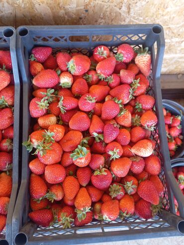 продажа пластиковых ящиков: Кулпунай