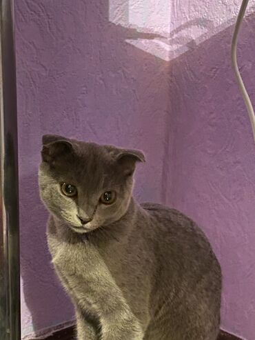 отдам кота в хорошие руки: Şotland yastı qulaq, Dişi, Yaxşı əllərə