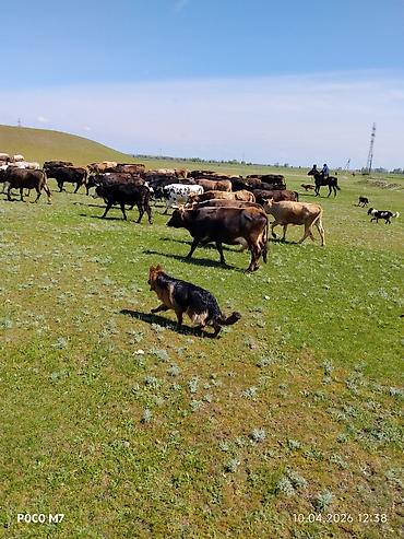 Продажа собак: Немецкая овчарка, 9 месяцев, Самка, С прививкой at lalafo.kg — 3 Продажа собак: Немецкая овчарка, 9 месяцев, Самка, С прививкой — 3