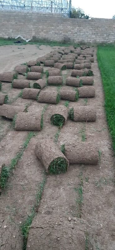 Toxumlar: Qazon sifarişi qəbul olunur yüksək keyfiyyətli danimarka toxumu ilə -da lalafo.az — 13 Toxumlar: Qazon sifarişi qəbul olunur yüksək keyfiyyətli danimarka toxumu ilə — 13