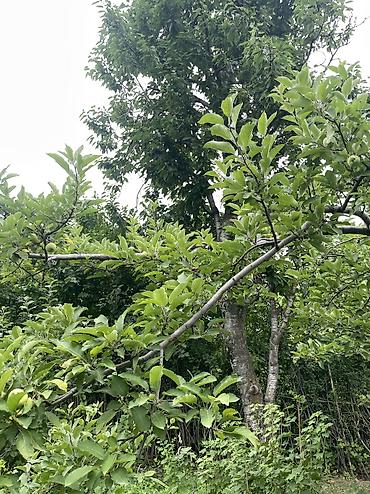 Продажа дач: ПРОДАЕТСЯ Дачный участок, с. Туз, СТ «Нур» (между с. Туз и с. Чон — 9