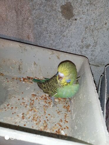 Digər quşlar: Çex cütler satılır papuqaylar təmiz qan vıstıvıcnıy vıstıvka sərgi — 31