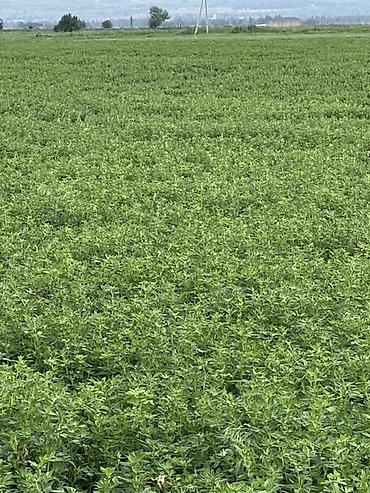 Корма для с/х животных: Люцерна (кормовая трава) — скошенная и высушенная для заготовки — 2