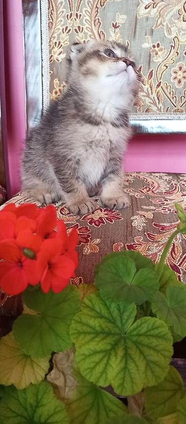 Pişiklər: Şotland — 7