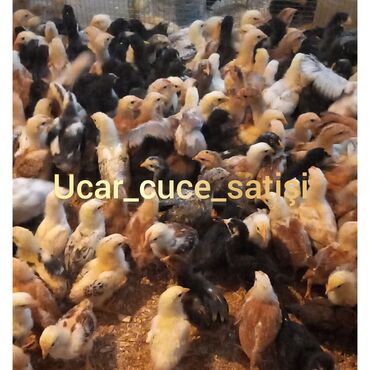 kənd toyuqu: Куриные цыплята, Для мяса, Самовывоз
