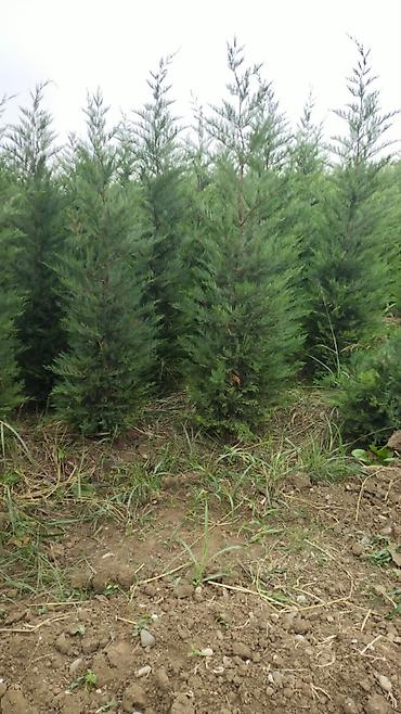 ağac: Leylandi şam agaci (Cupressocyparis leylandii) iynəyarpaq dekorativ — 4