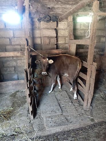 naxcivan heyvan elanlari: Ag qulaq cins danadi sortdu — 3