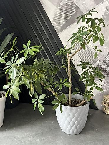 Драцены и Сансевиерии: Адаптированные пересаженные в горшках. Сансеvierия (Sansevieria — 47