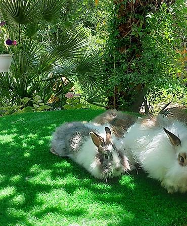 angora pişik: Angora tipli dekorativ dovşanlar - Uzun, yumşaq və tüklü yun örtüyü — 9