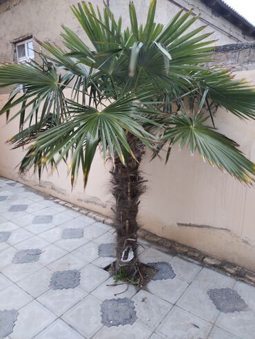 palma ağacı haqqinda melumat: Salam həmişə. Yaşil. Qalir
