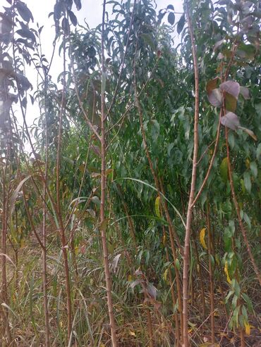 Tinglər: Məhsul: Armud tingləri və meyvəlik ağaclar - Növ: Armud (şəkildə — 12