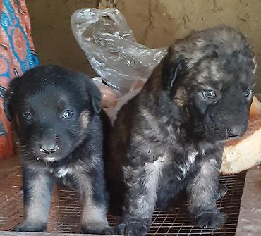 İtlər: Alman çoban iti, 1 ay — 2