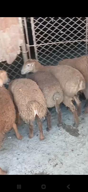 ətlik dovşan: Erkək,Dişi Quzular Satılır📍Diri Çəkisi 10manatdan stitqasız,diri — 9
