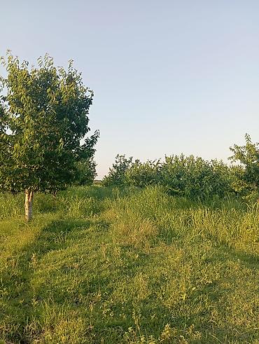 ciyələk ağacı satışı: 1həktar torpaq sahəsidir, 78sotunun sənədi var .Torpaq gilas — 3