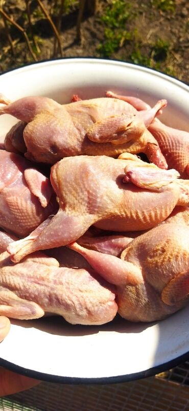 свинины: Продаю перепелинное мясо. Всегда свежее, вкусное и диетическое. Теги