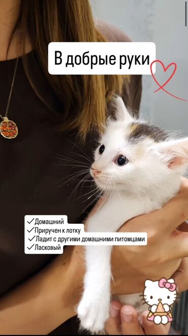кошки в добрые руки: Самец, Самка, В добрые руки, Самовывоз